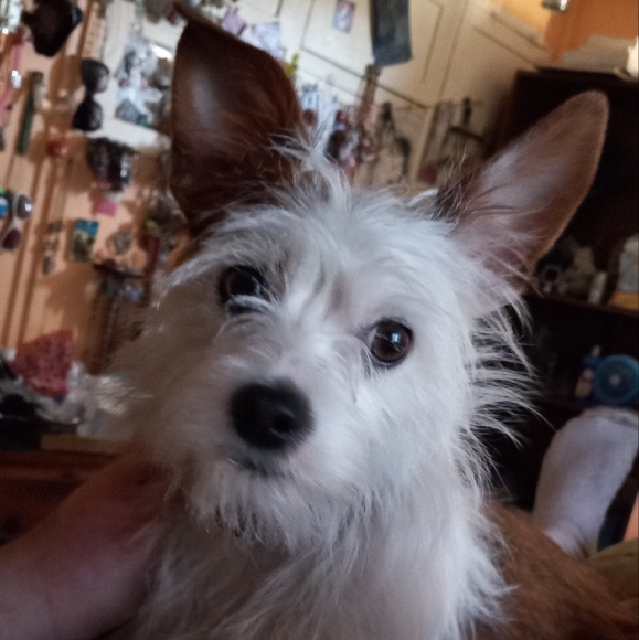 Meet your Posher, Danari - Picture 1 of 1